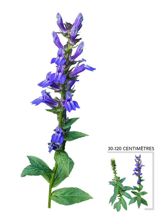 Illustration Plante Vivace Lobélie Bleue
