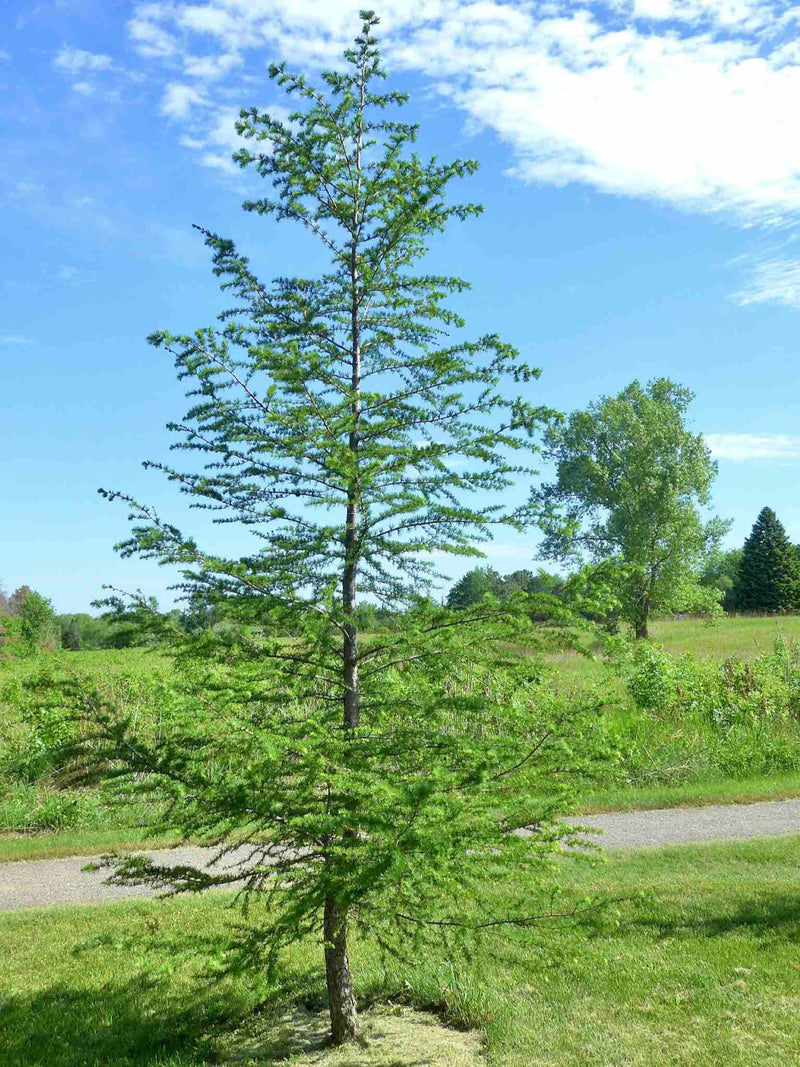 Meleze du Japon (Larix kaempferi)