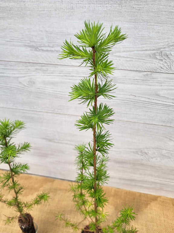 Meleze du Japon (Larix Kaempferi)