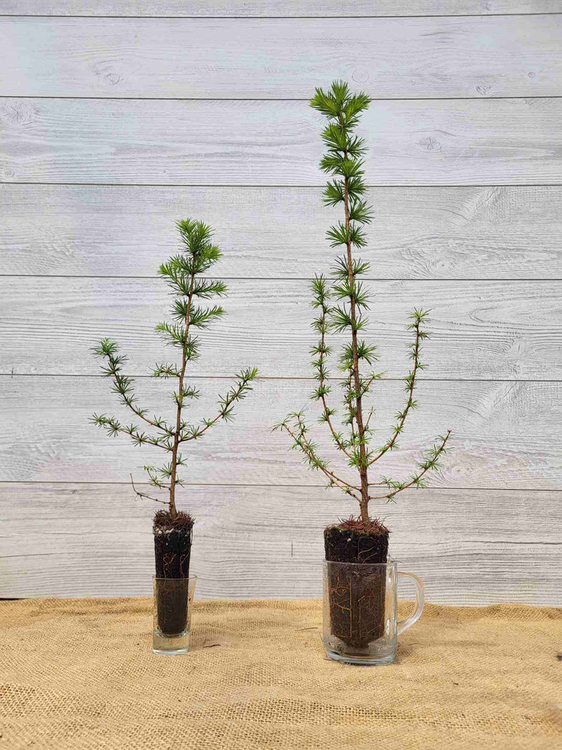 Meleze du Japon (Larix kaempferi)