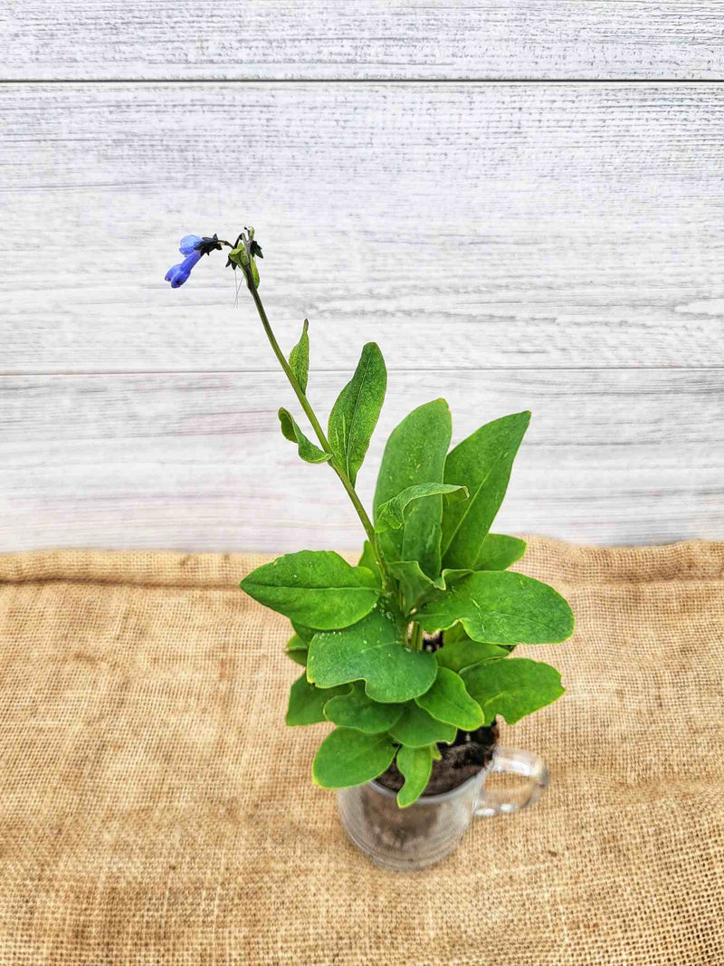 Feuilles de Mertensie de Virginie (Mertensia virginiana)