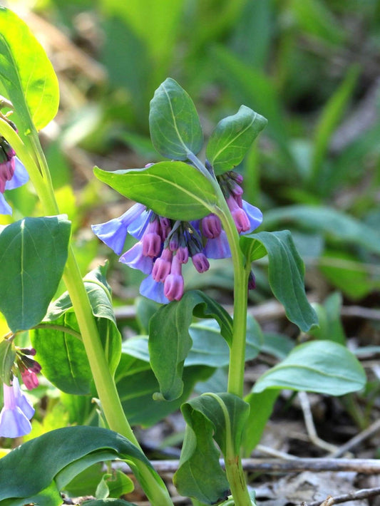 Fleurs de Mertensie de Virginie (Mertensia virginiana)