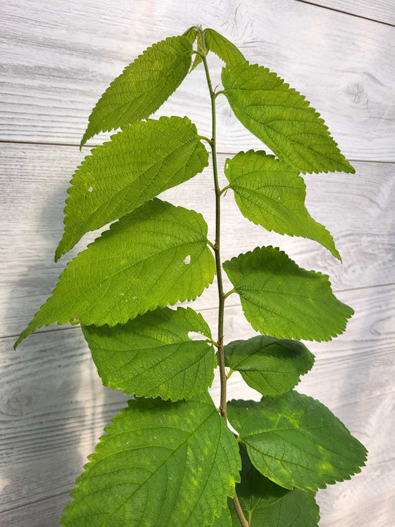 Micocouilier occidental ou Celtis occidentalis Feuillage