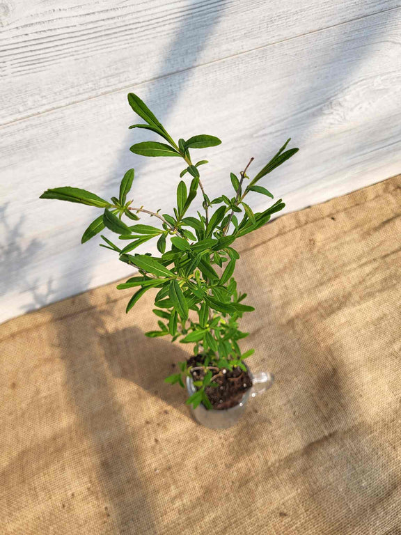 Feuillage de millepertuis prolifere (Hypericum prolificum)
