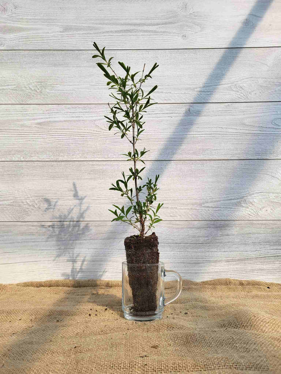 Millepertuis prolifere (Hypericum prolificum)