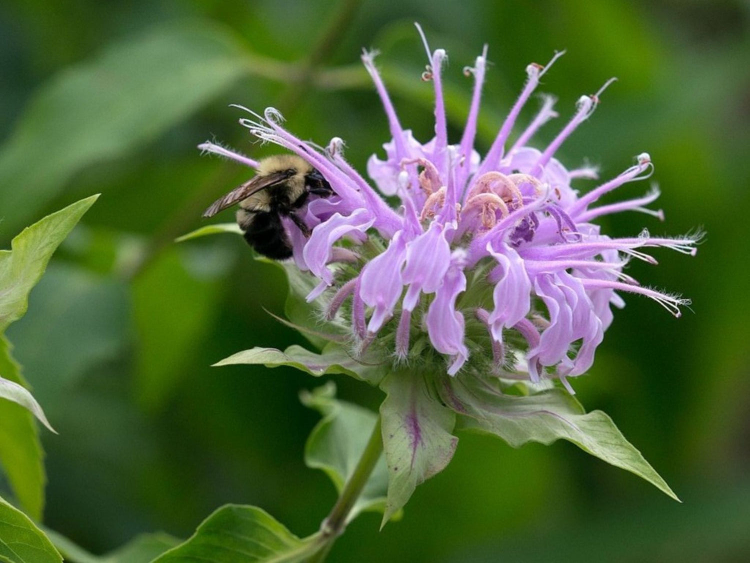 Abeille sur Monarde fistuleuse (Monarda fistulosa)