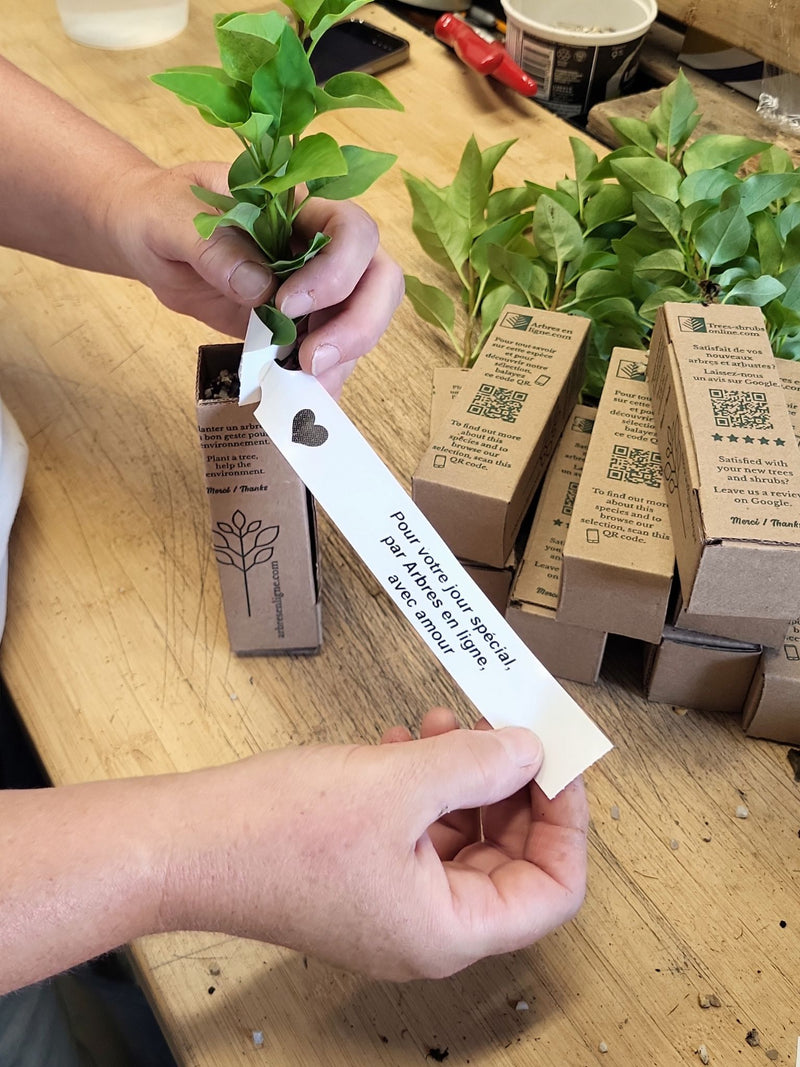 Gift Boxes for Plant Gifts – Eco-Friendly Event Packaging
