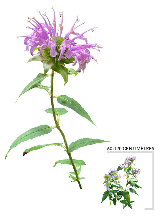 Illustration PLante Vivace Monarde Fistuleuse