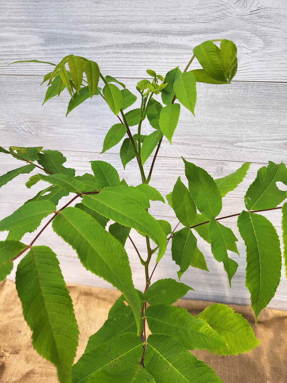 Butternut | Native Nut Tree for Ontario & Quebec Landscapes (Zone 3 ...