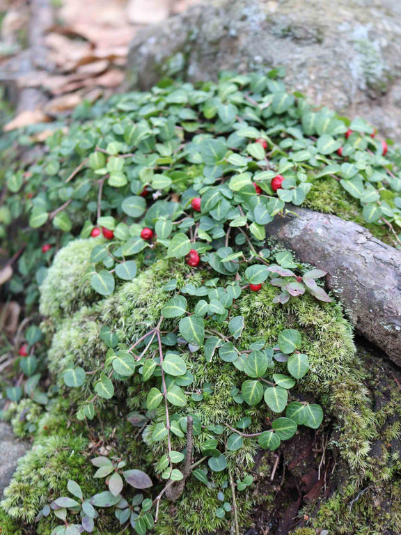 Pain de Perdrix - Fruits (Mitchella repens)