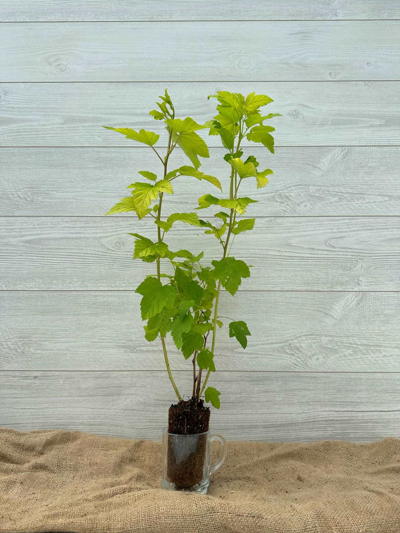 Physocarpe Dart's Gold ou Physocarpus Dart's Gold