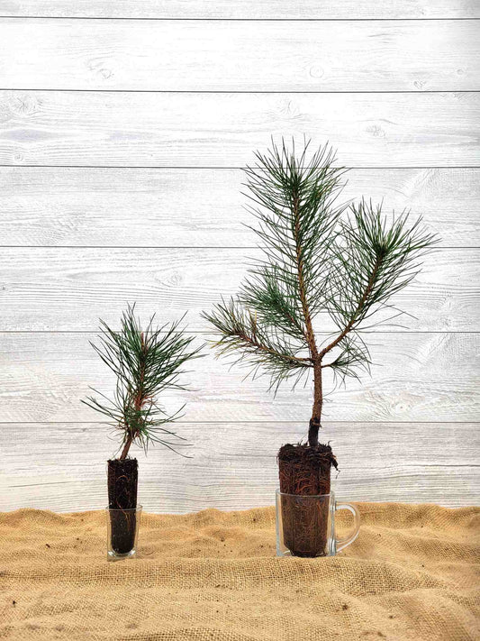 Pin noir d'Autriche ou Pinus nigra austriaca