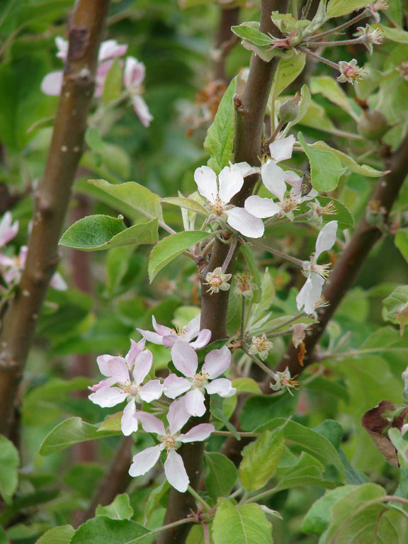 Fleurs du Pommier commun (Malus pumila)