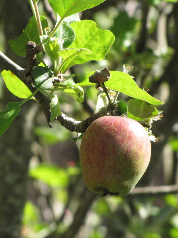 Fruits du Pommier commun (Malus pumila)