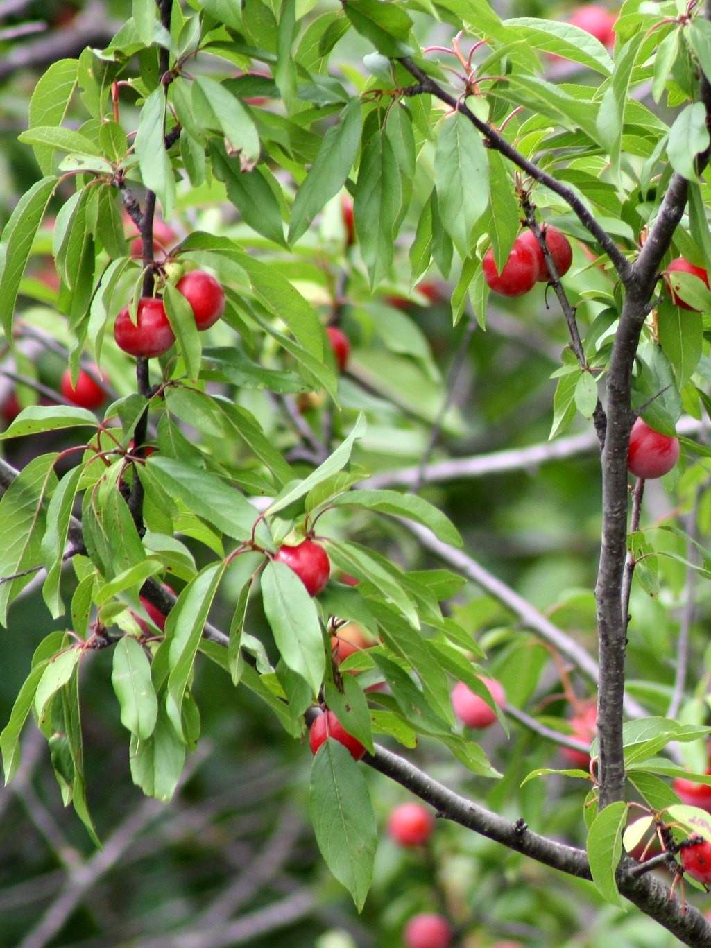 Fruits de prunier americain