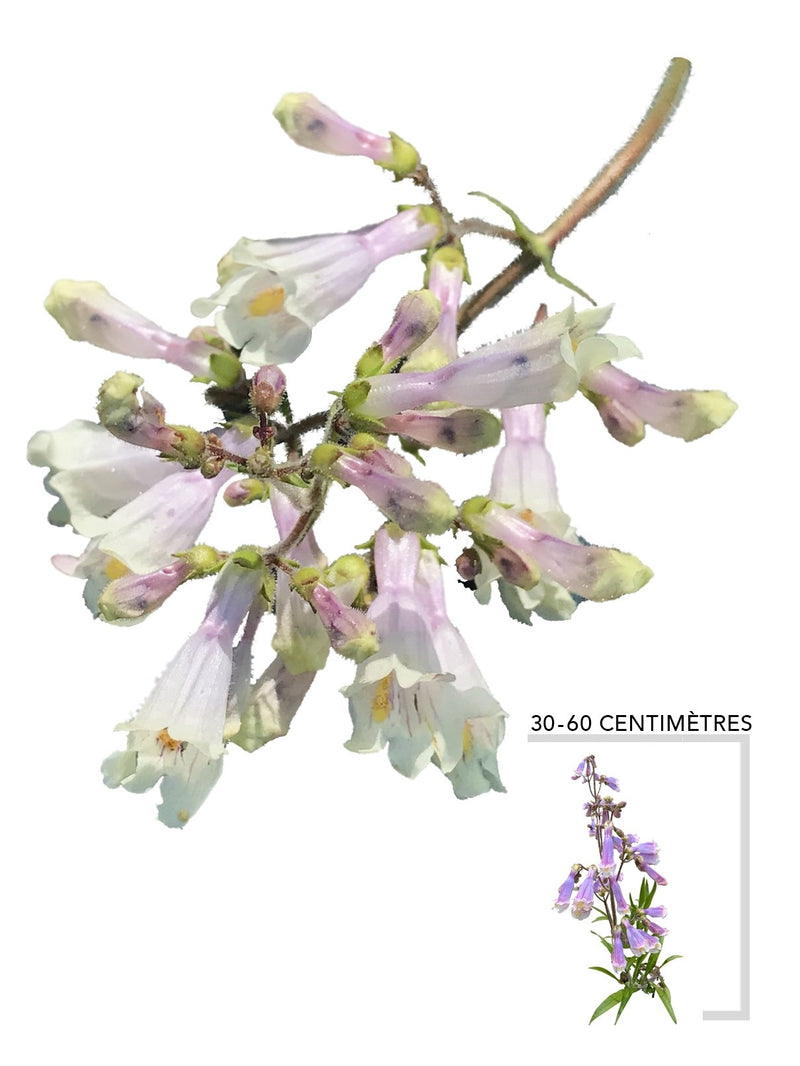 Illustration Plante Vivace Penstemon hirsute