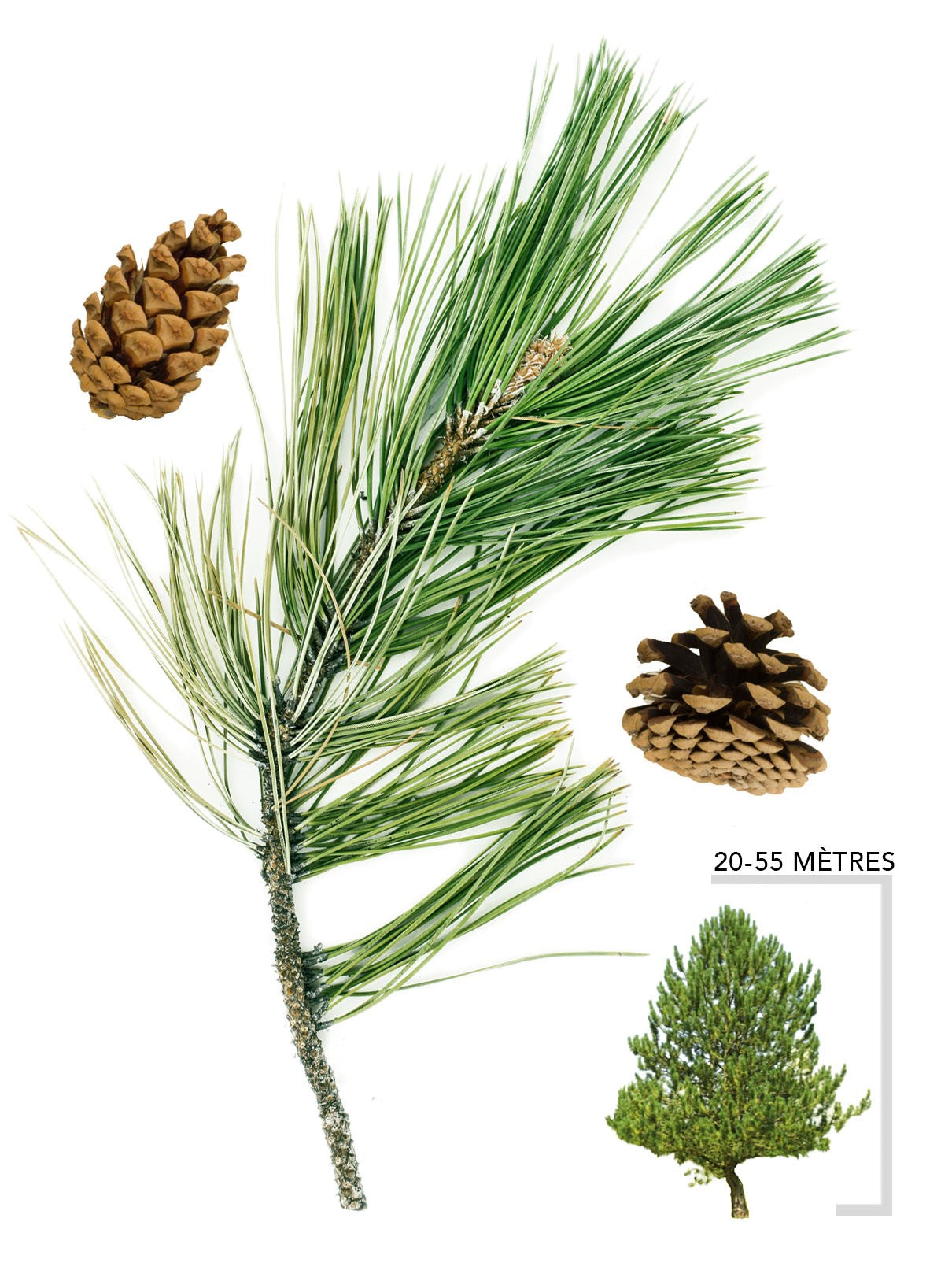 Illustration du pin noir d'Autriche