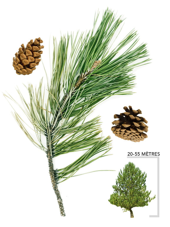 Illustration du pin noir d'Autriche