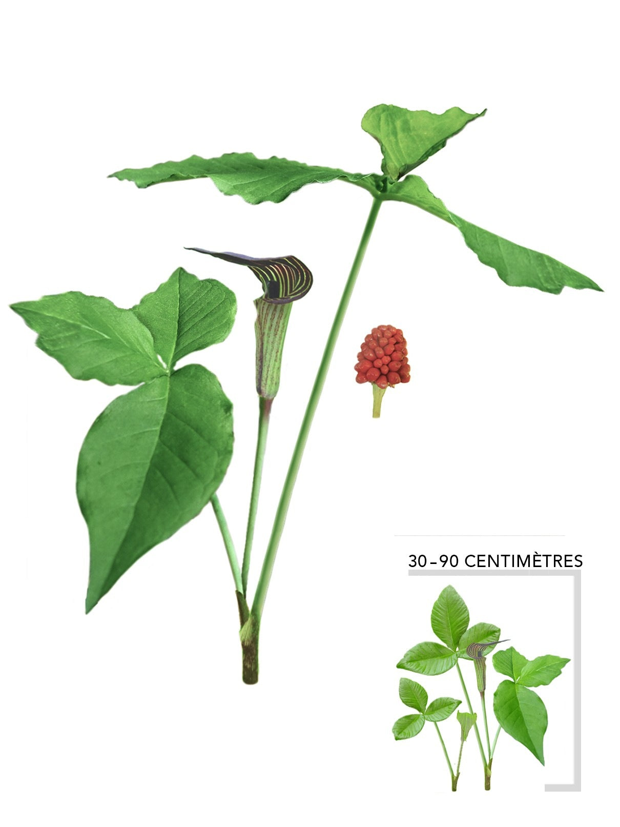 Illustration d'un plant d'Arisème petit prêcheur