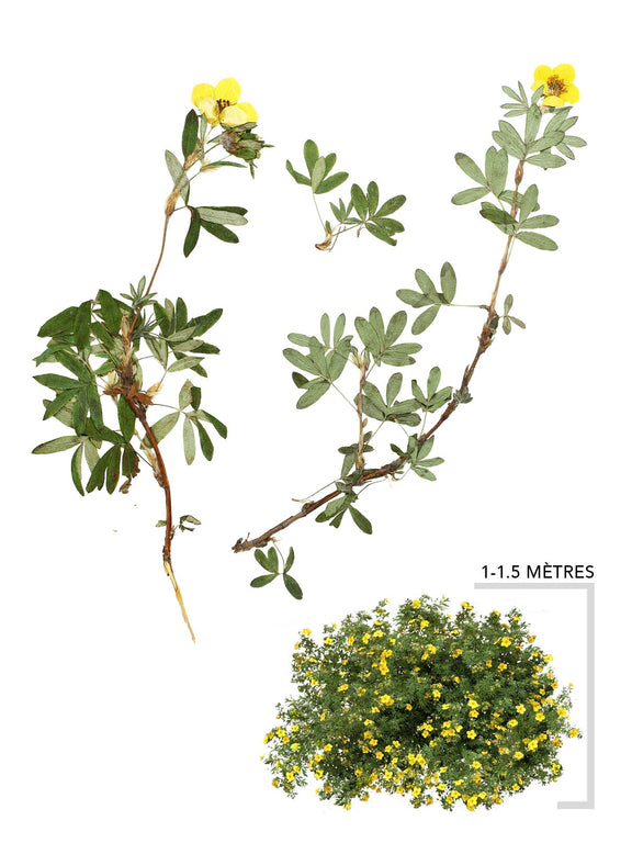 Illustration Potentille Frutescente