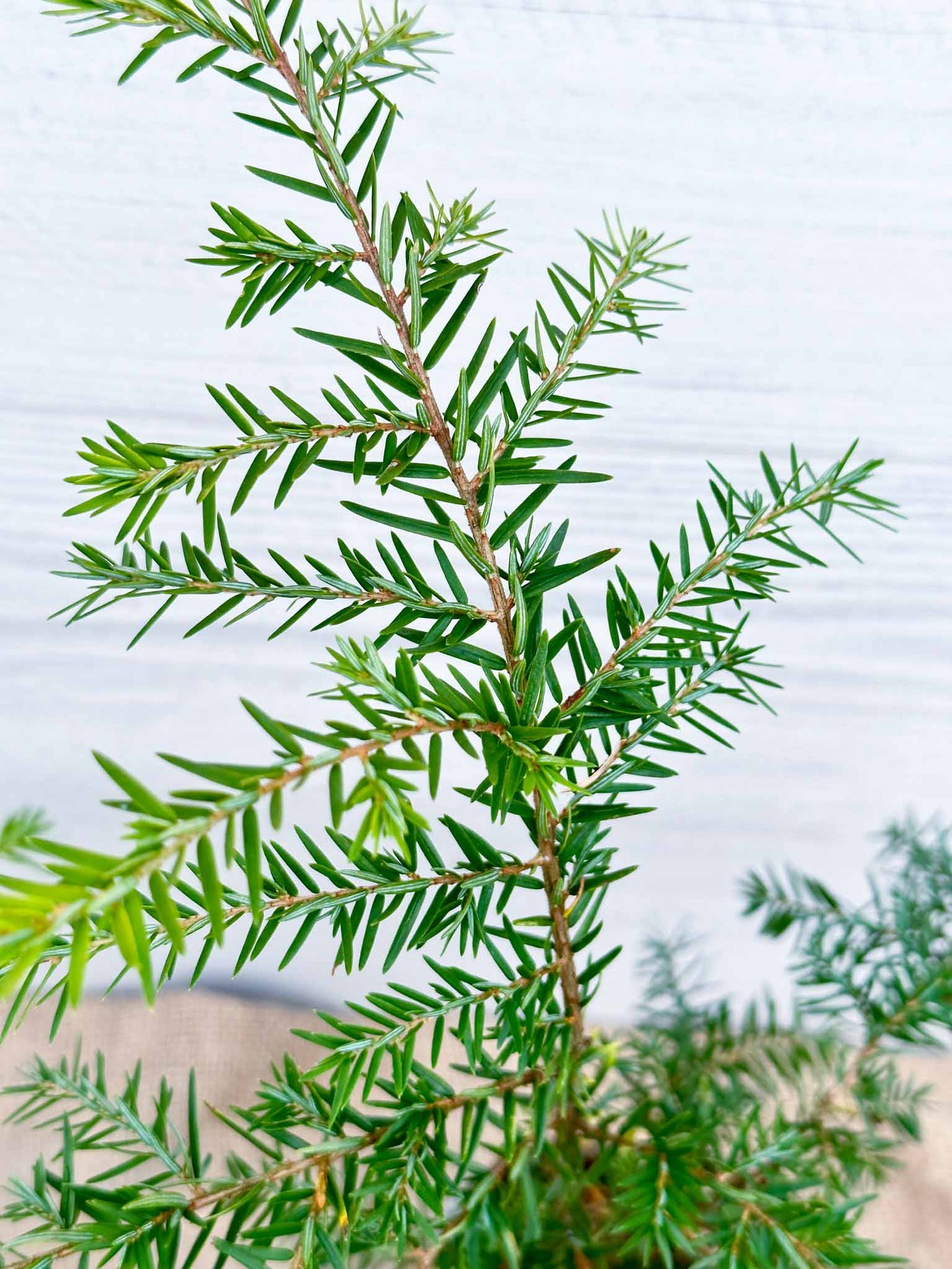 Aiguilles Pruche du Canada