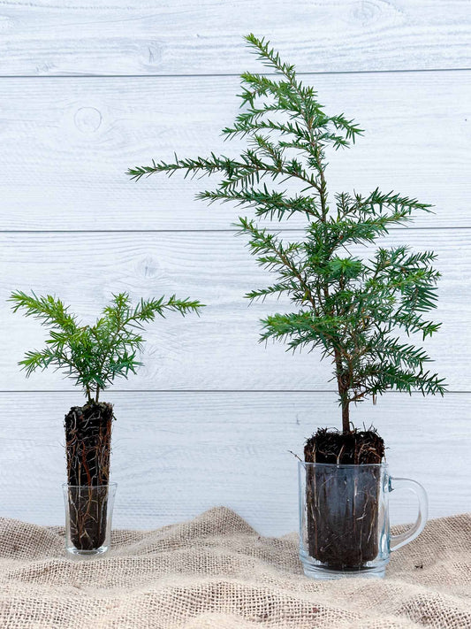 Conifère Pruche du Canada ou Pruche de l'Est