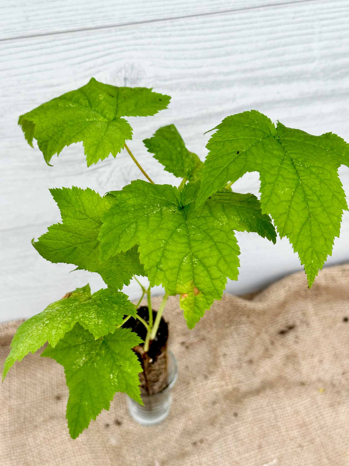 Purple Flowering Raspberry for Ontario (Zones 4-7)| Hardy Native Shrub ...