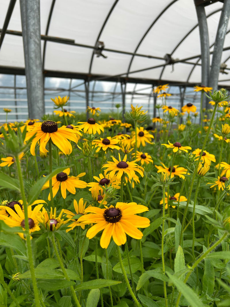 Rudbeckie Hérissée en serre