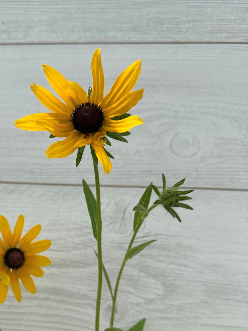 Rudbeckie Hérissée en fleurs