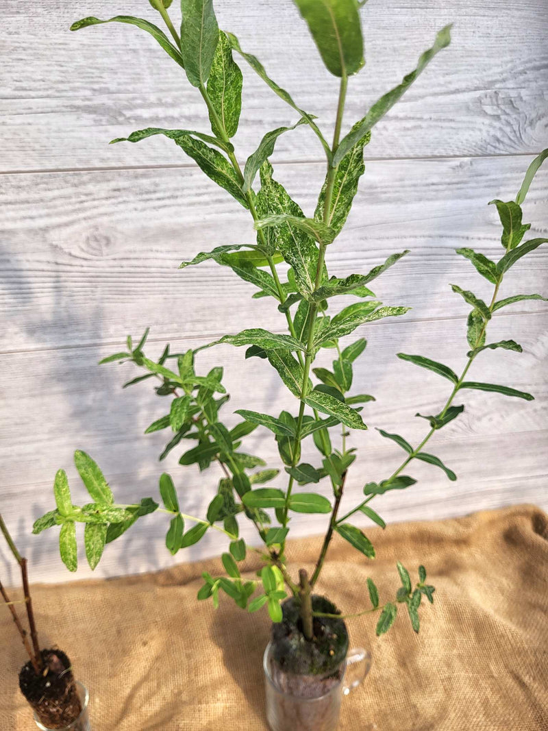 Saule macule 'Hakuro-NIshiki' ou Salix integra 'Hakuro-Nishiki' feuilles