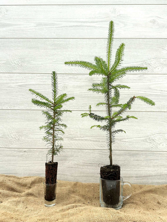 Sapin baumier ou Abies balsamea