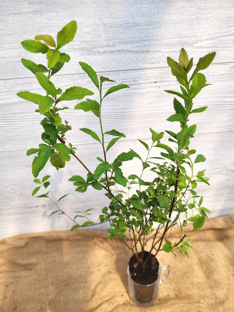 Spiree à larges feuilles ou Spiraea latifolia Feuillage