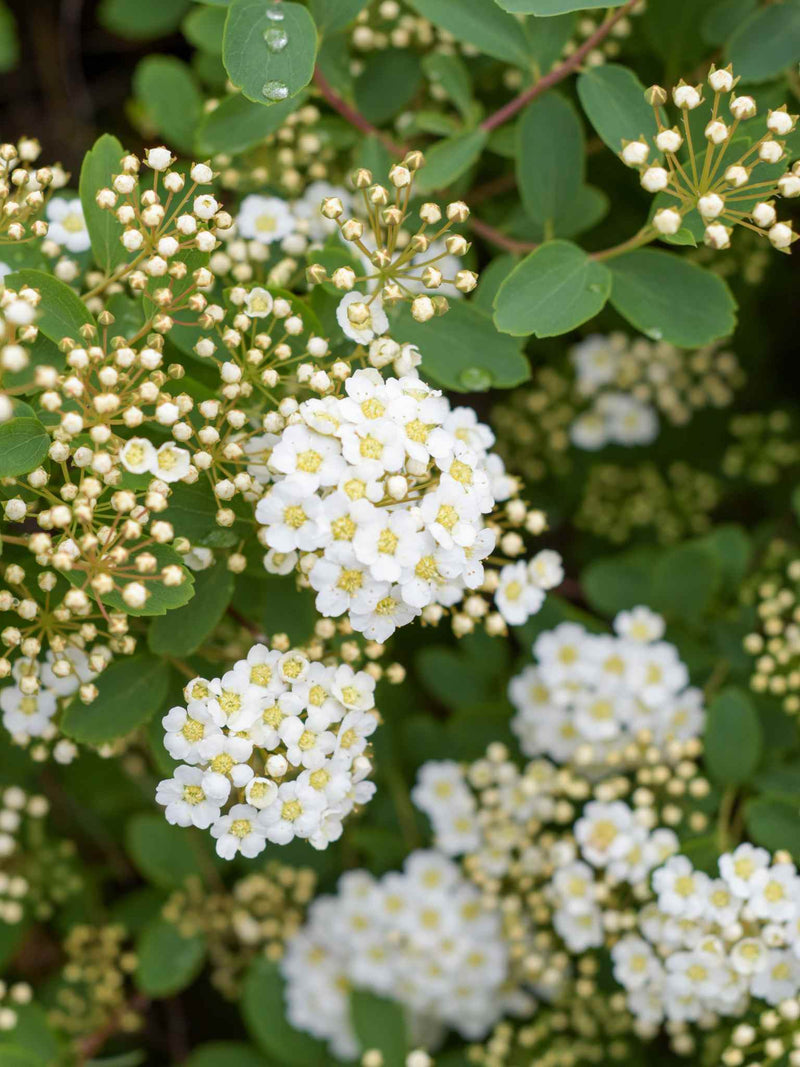 Vanhoutte Spirea