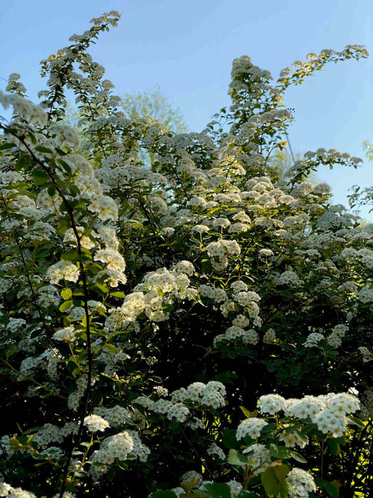 Spiree Van Houtte a maturite (Spiraea vanhouttei)