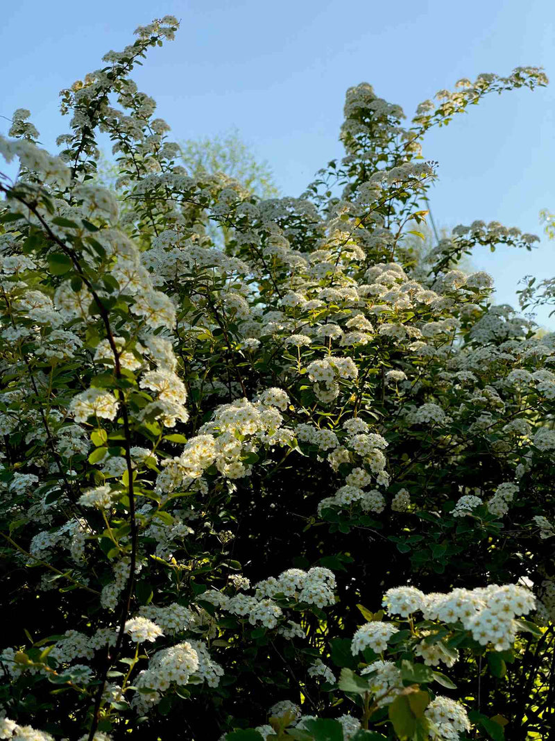Vanhoutte Spirea