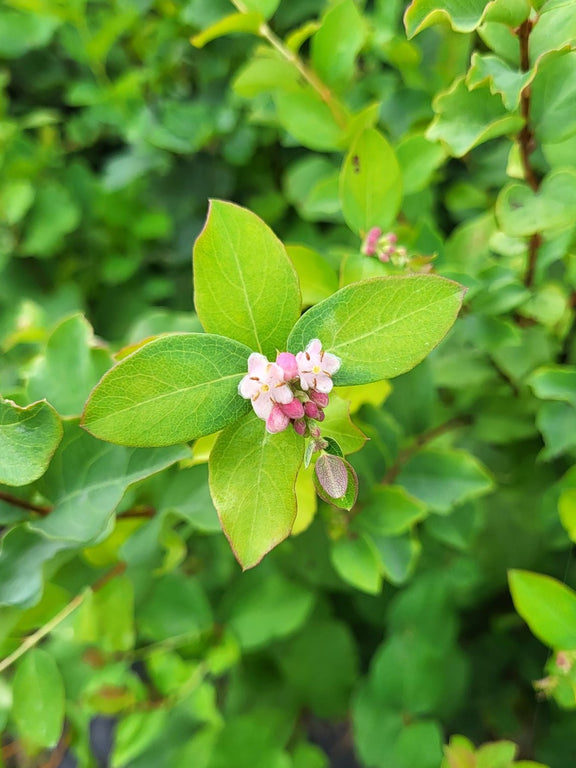 Fleurs rose du Symphoricarpus
