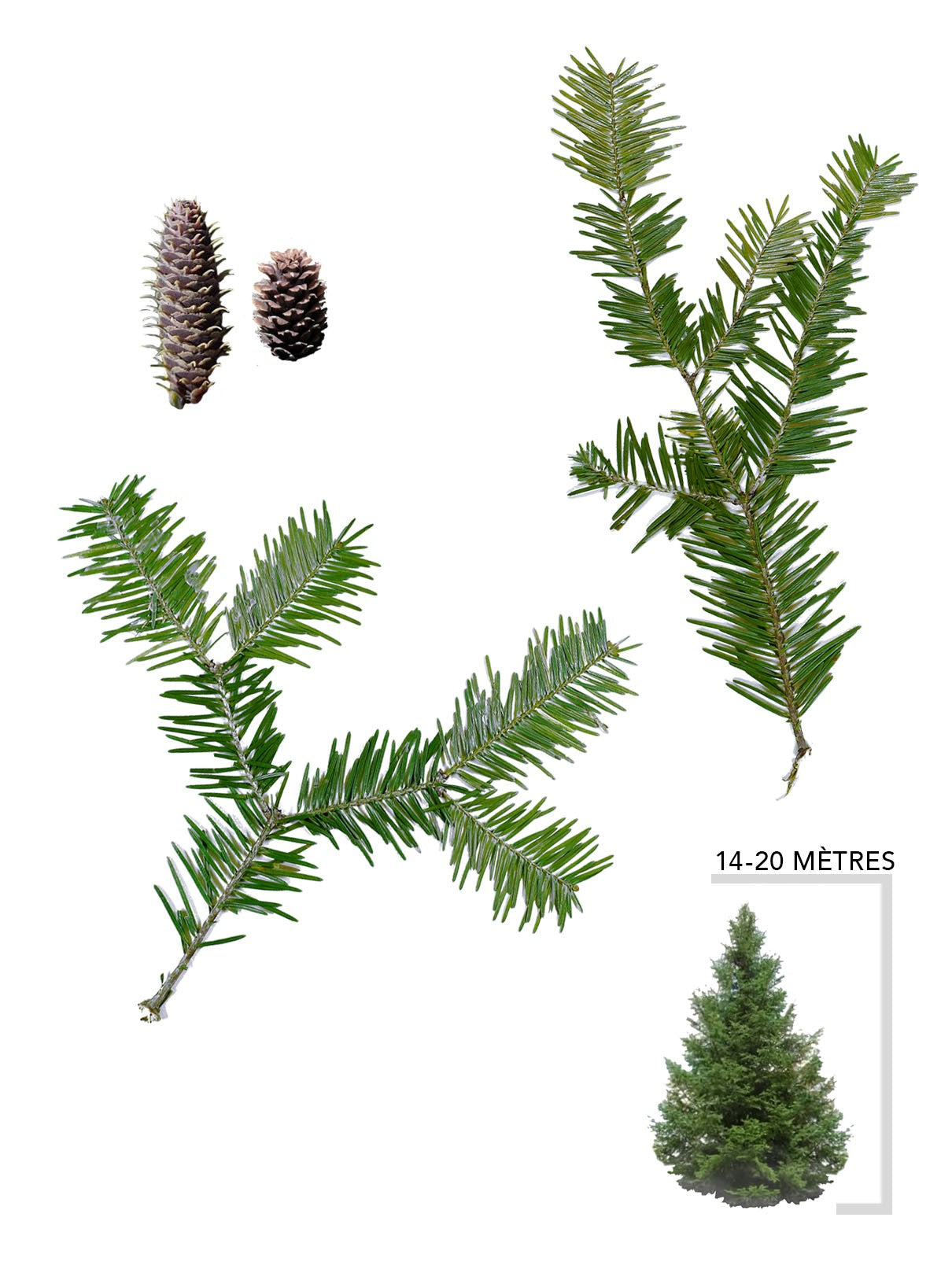 Illustration du sapin baumier