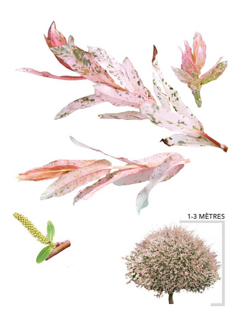 Illustration plant Saule maculé Hakuro Nishiki