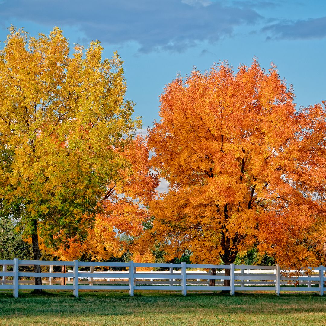 Arbres aux couleurs automnales