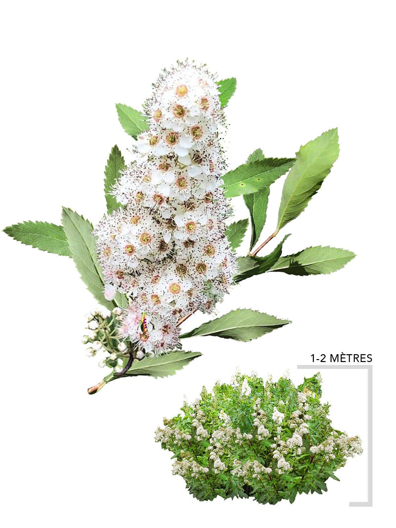 Illustration plant arbuste spirée blanche