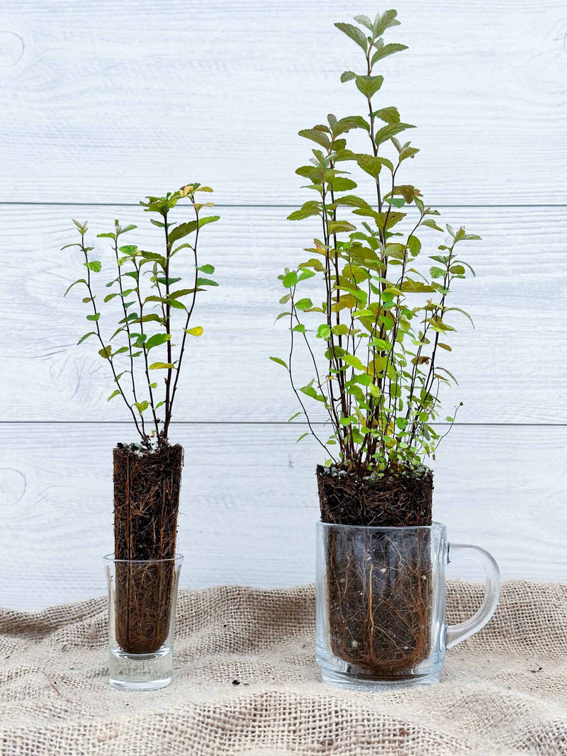 Spirée tomenteuse ou Spiraea tomentosa