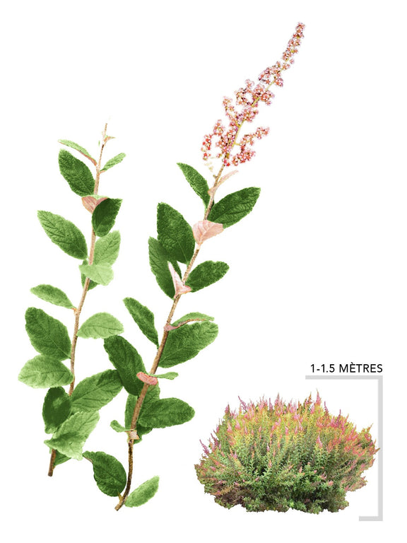 Illustration Spirée tomentueuse