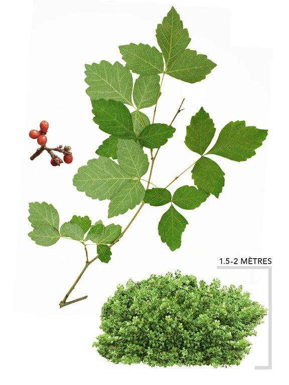 Illustration du Sumac aromatique