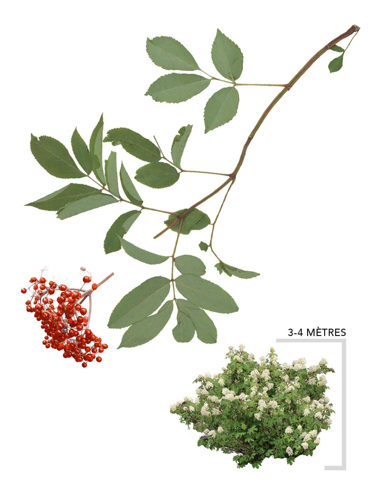 Illustration du sureau rouge