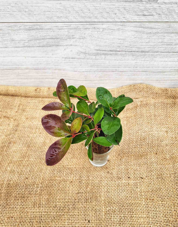 Feuilles de Thé des bois (Gaultheria procumbens)