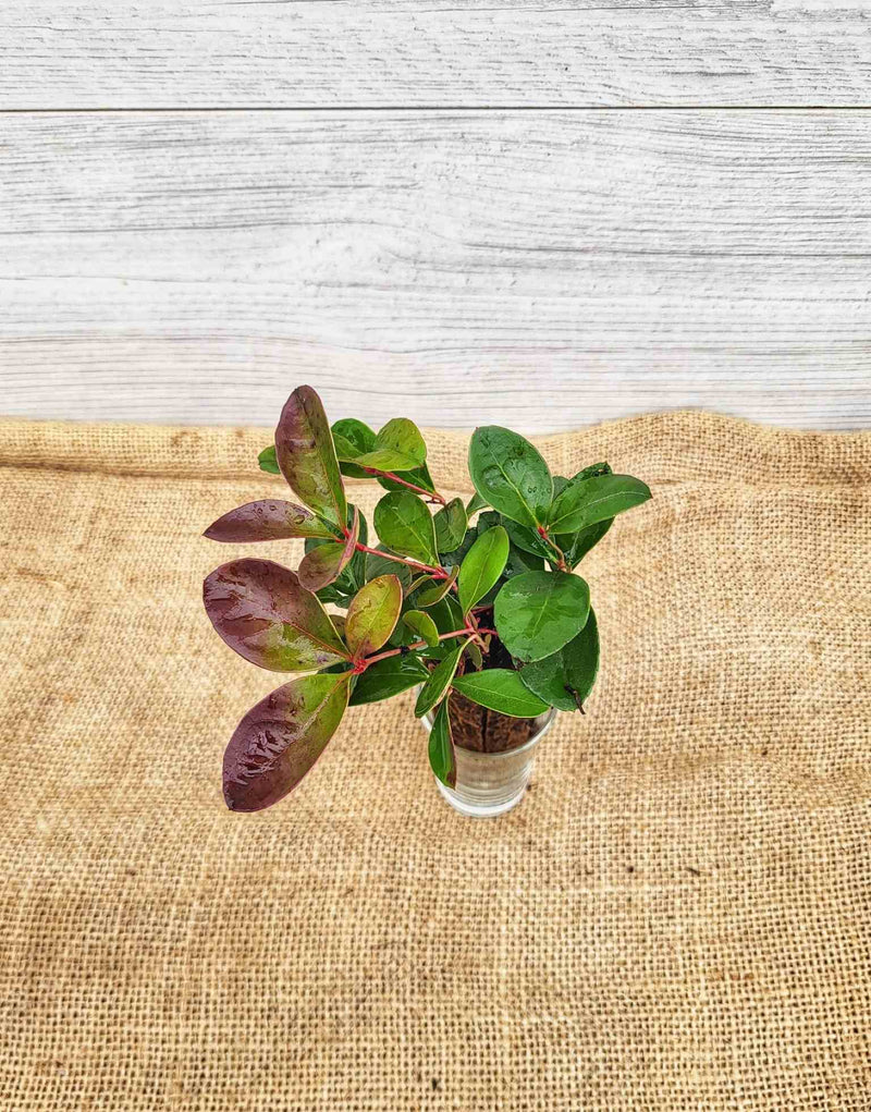 Feuilles de Thé des bois (Gaultheria procumbens)