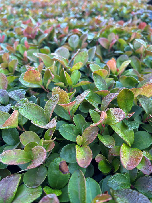 The des bois en production (Gaultheria procumbens)