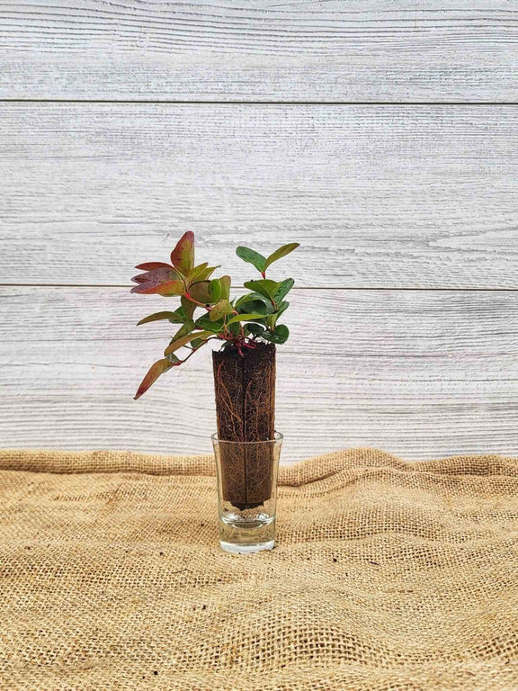 Thé des bois (Gaultheria Procumbens)