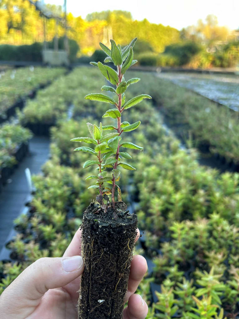 Labrador Tree Shrub Labrador Tea | Hardy Native Shrub for Ontario & Quebec – Arbresenligne