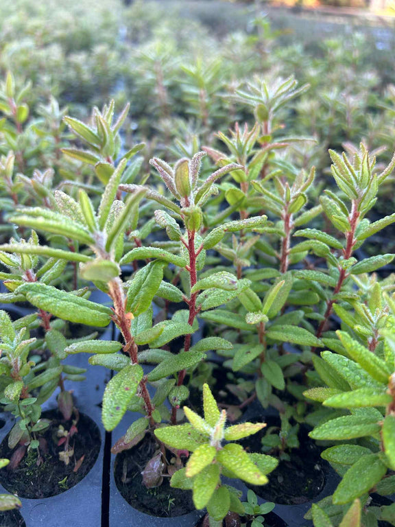Labrador Tree Shrub Labrador Tea | Hardy Native Shrub for Ontario & Quebec – Arbresenligne